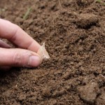 Ail du quebec a planter